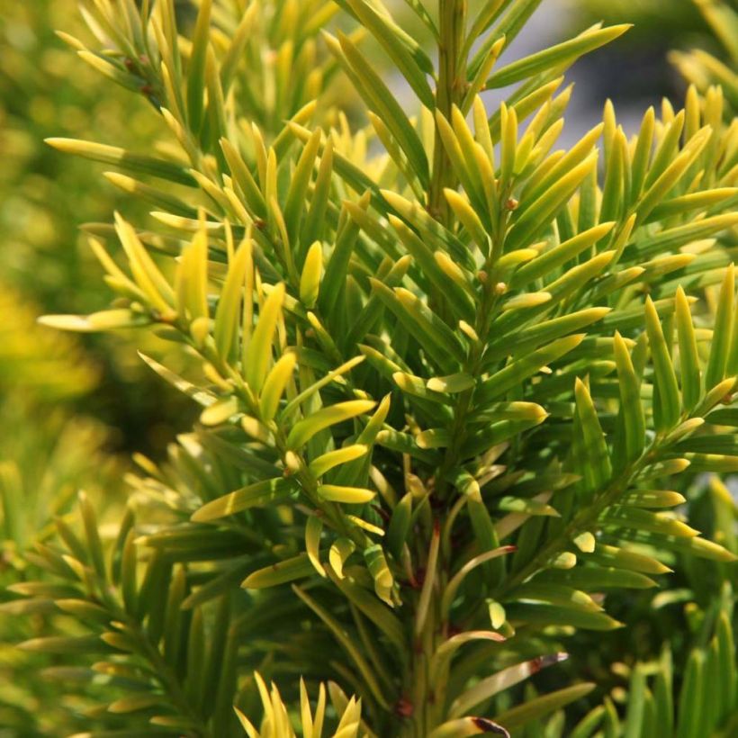 Taxus baccata Semperaurea - If commun doré. (Foliage)
