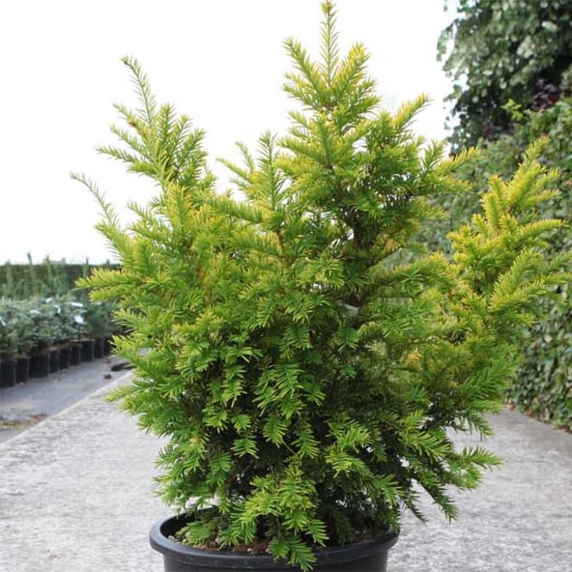 Taxus baccata Semperaurea - If commun doré. (Plant habit)