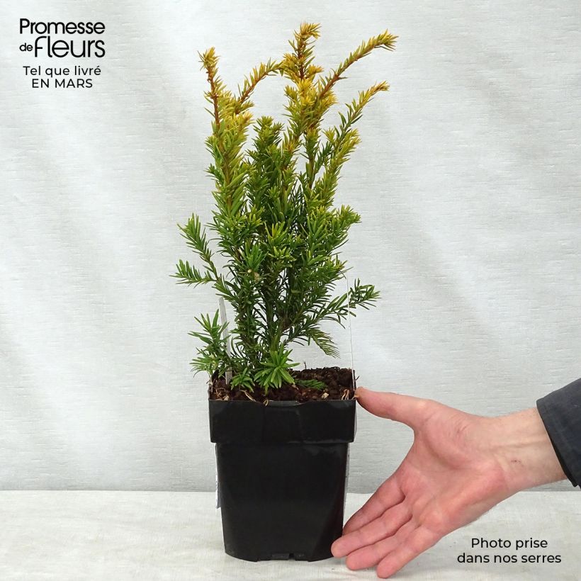 Example of Taxus baccata Semperaurea - If commun doré. Pot de 2L/3L as you get in printemps