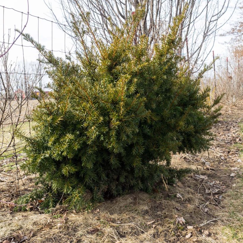 Taxus media Densiformis - If hybride (Plant habit)