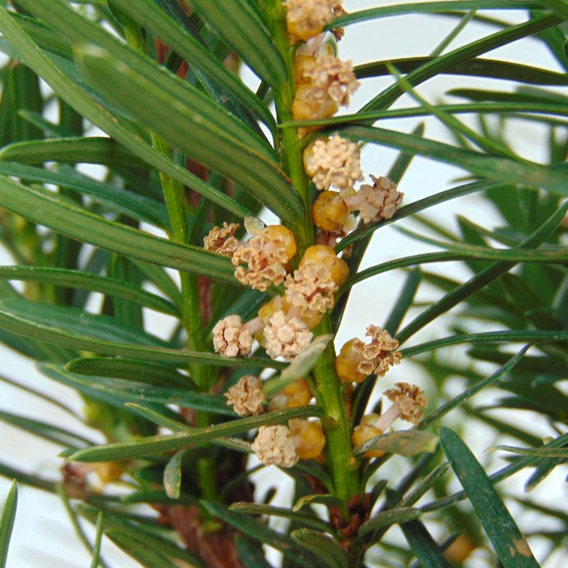 Taxus media Densiformis - If hybride (Flowering)