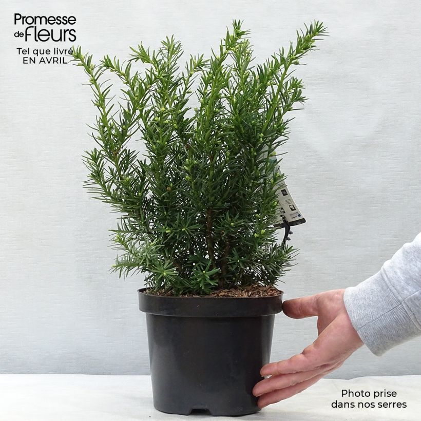 Example of Taxus media Densiformis - If hybride Pot de 2L/3L as you get in printemps