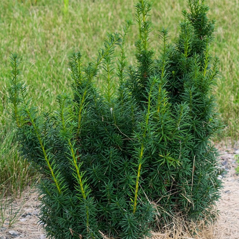 Taxus x media Hicksii - If hybride (Plant habit)