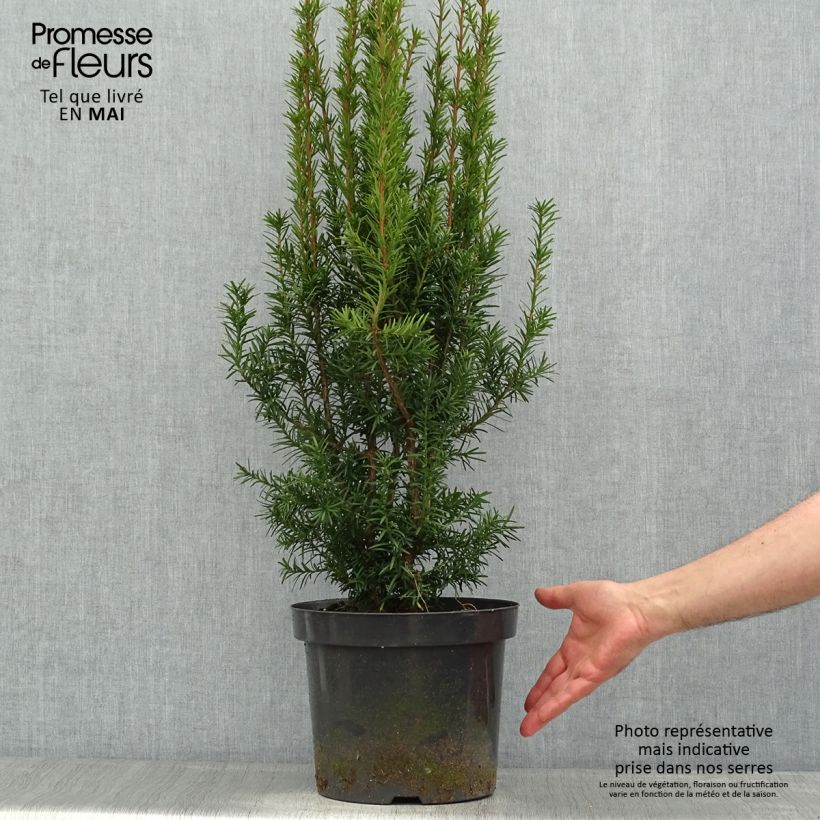 Example of Taxus x media Hicksii - If hybride Pot de 7,5L/10L as you get in printemps