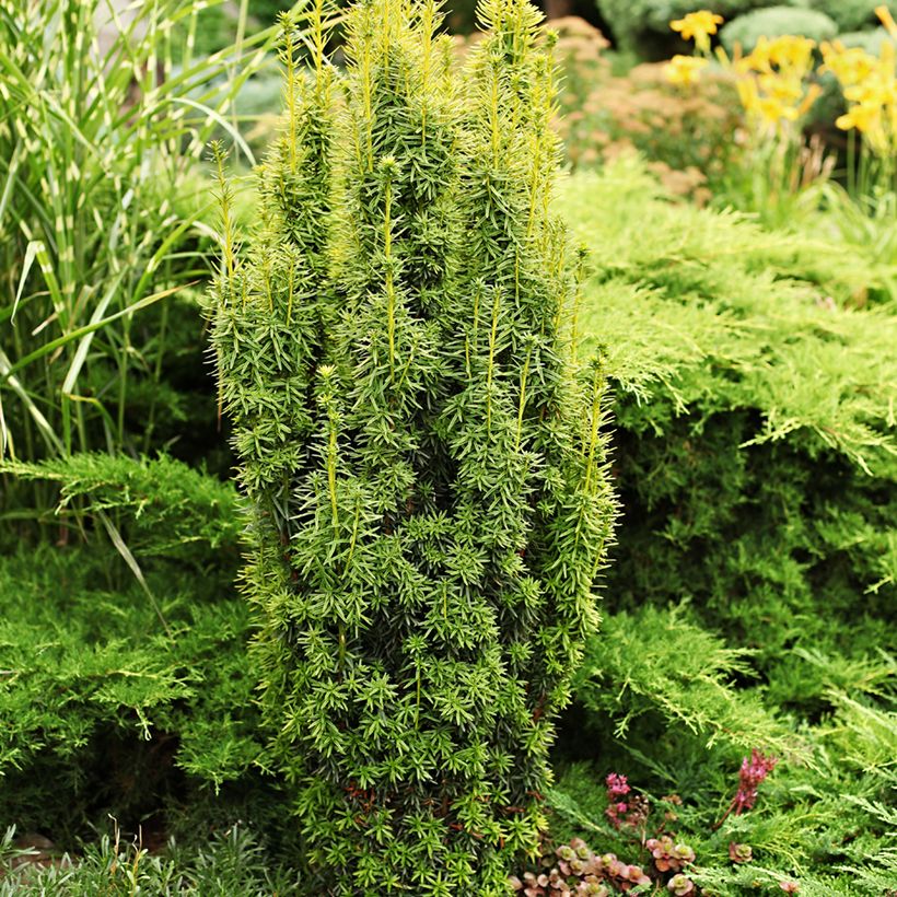 Taxus baccata - If commun (Plant habit)