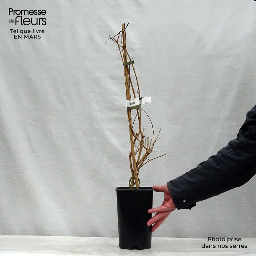 Example of Tecomaria (Tecoma) capensis - Chèvrefeuille du Cap Pot de 2L/3L as you get in printemps