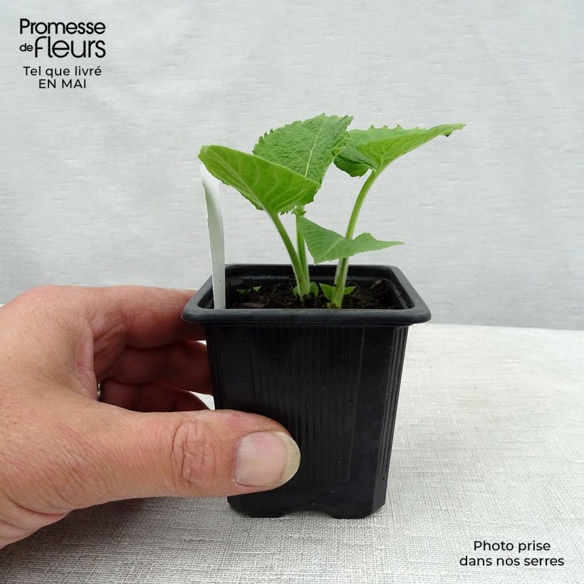 Example of Telekia speciosa Godet de 8/9 cm as you get in printemps