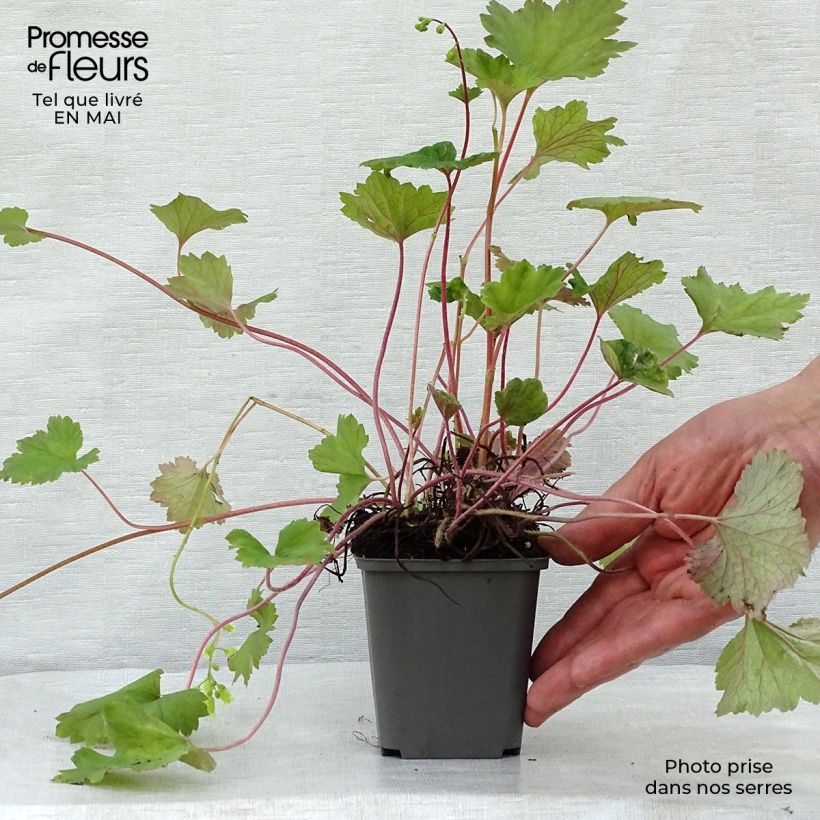 Example of Tellima grandiflora Rubra - Tellime à grande fleur Godet de 8/9 cm as you get in printemps