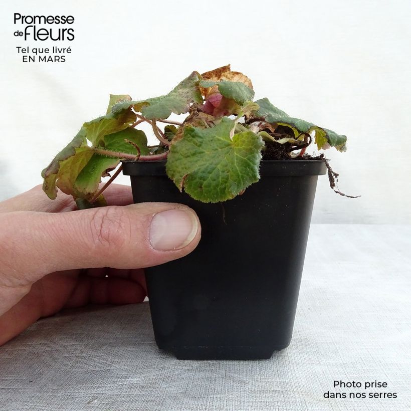 Example of Tellima grandiflora - Tellime à grande fleur Godet de 8/9 cm as you get in printemps