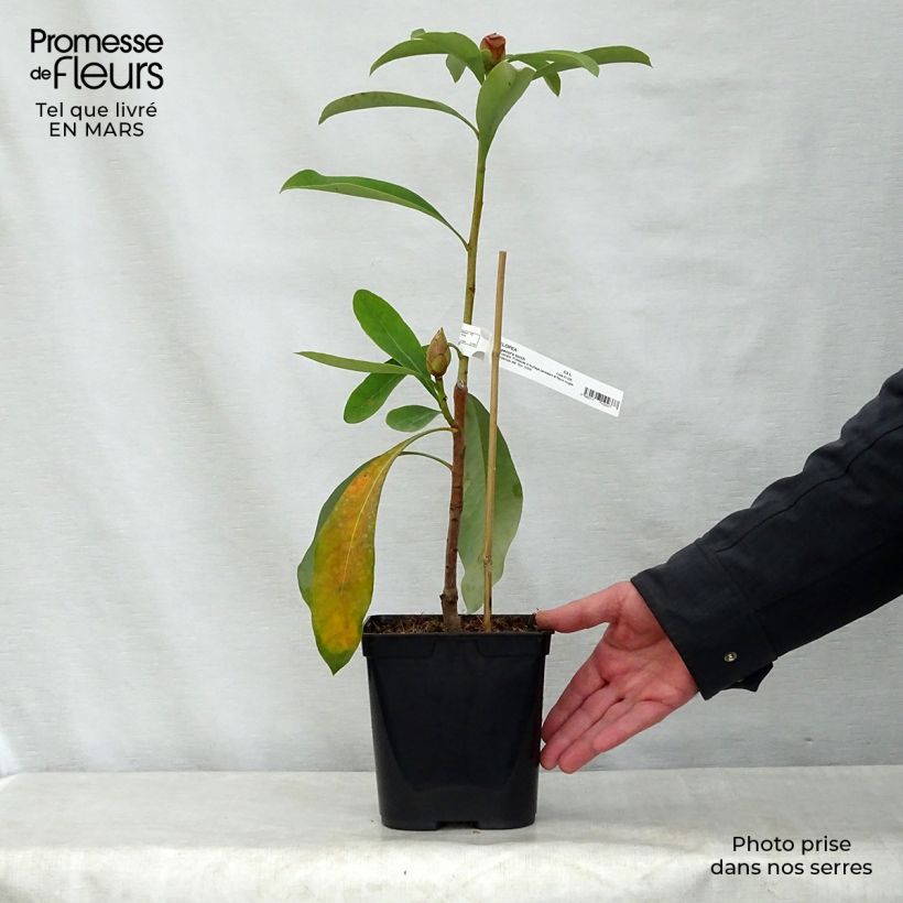 Example of Telopea Emperor's Torch Pot de 2L/3L as you get in printemps