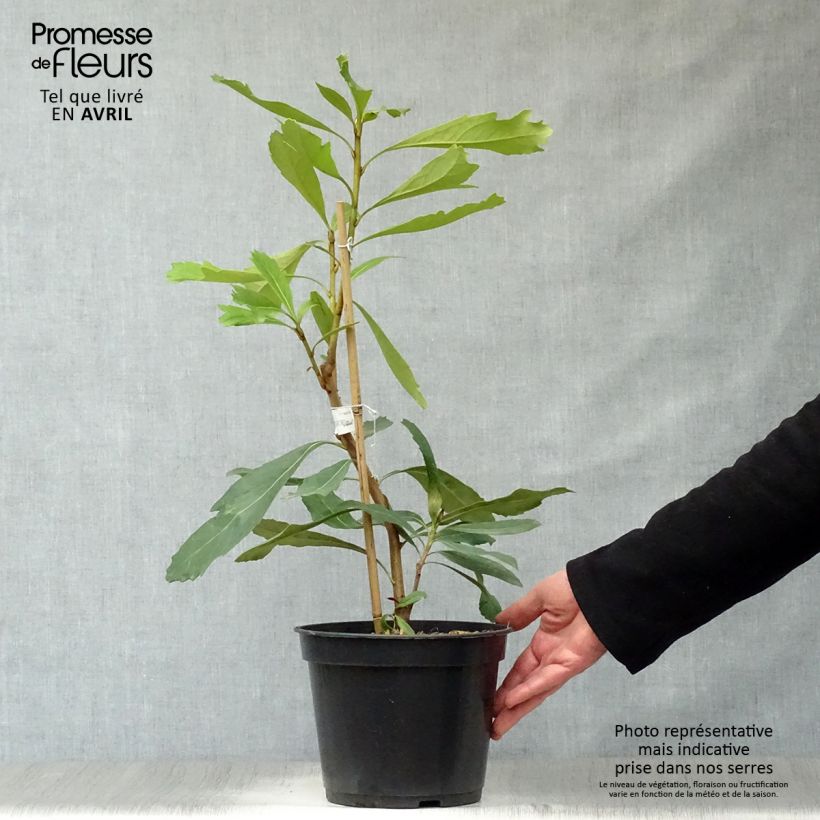 Spécimen de Telopea Shady Lady Yellow Pot de 4L/5L tel que livré au printemps