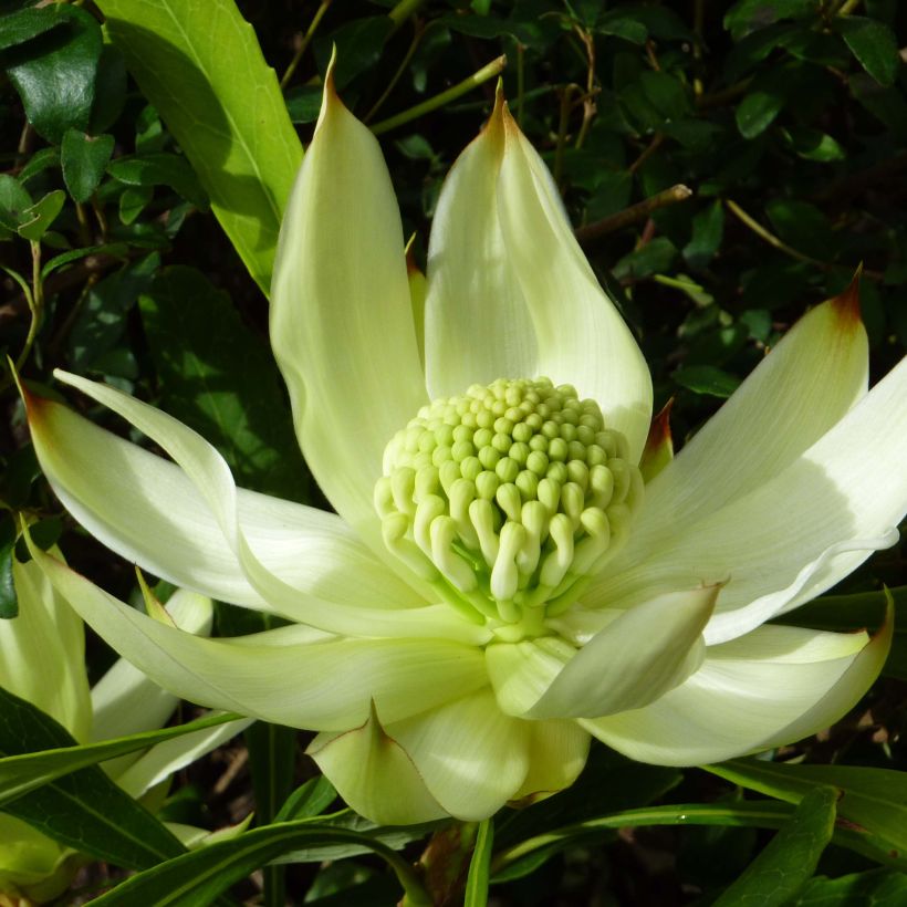 Telopea White - Waratah  blanc (Flowering)