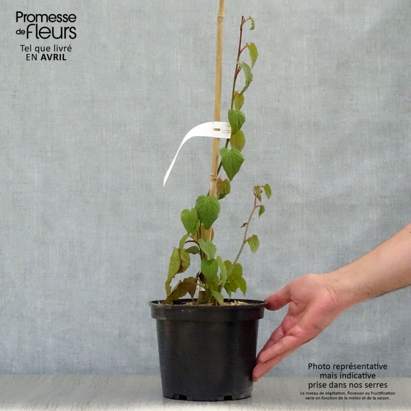 Example of Tetracentron sinense Pot de 2L/3L as you get in printemps