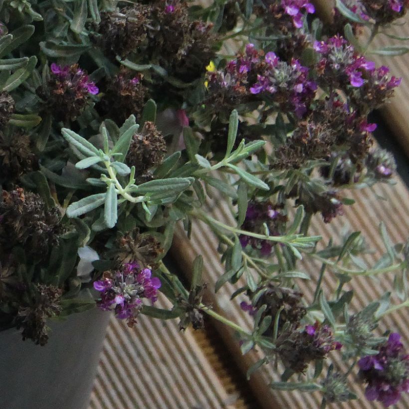 Teucrium ackermanii - Germandrée d'Ackerman (Foliage)
