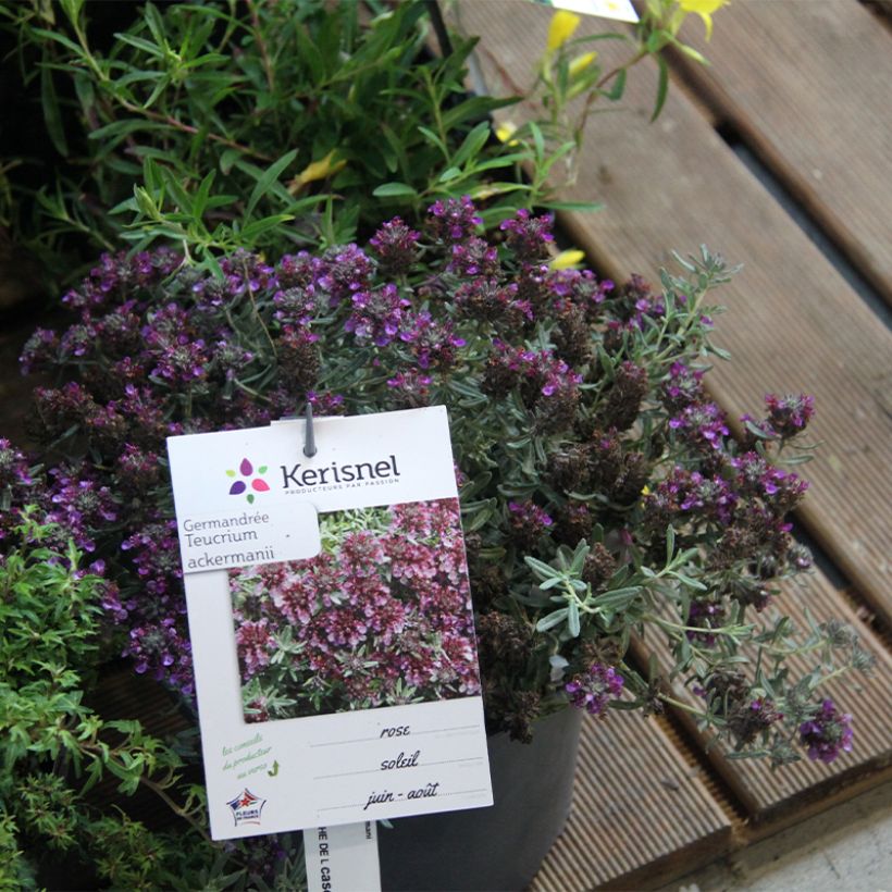 Teucrium ackermanii - Germandrée d'Ackerman (Plant habit)