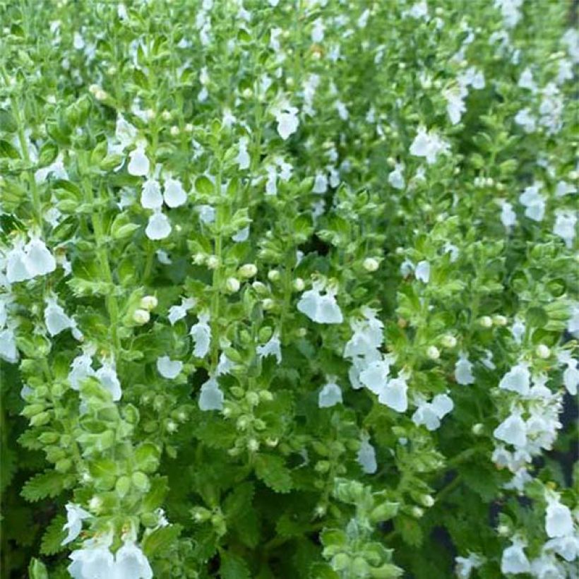 Teucrium chamaedrys Alba - Germandrée Petit-chêne (Foliage)