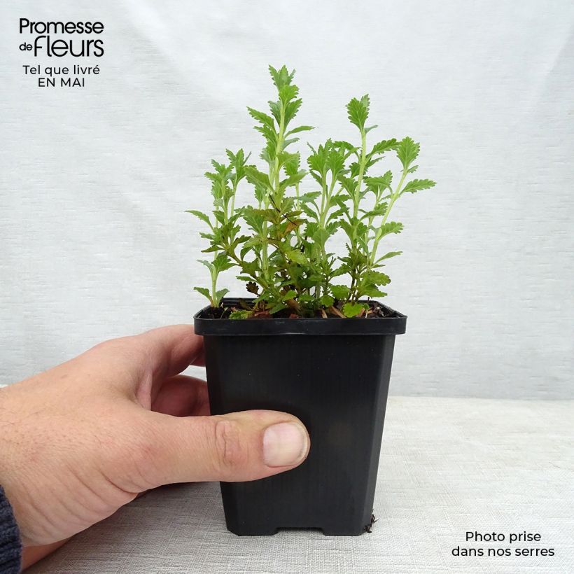 Example of Teucrium chamaedrys Alba - Germandrée Petit-chêne Godet de 8/9 cm as you get in printemps