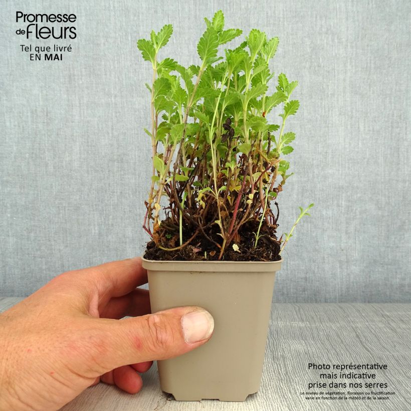 Example of Teucrium chamaedrys (wild form) - Germandrée petit-chêne Godet de 8/9 cm as you get in printemps