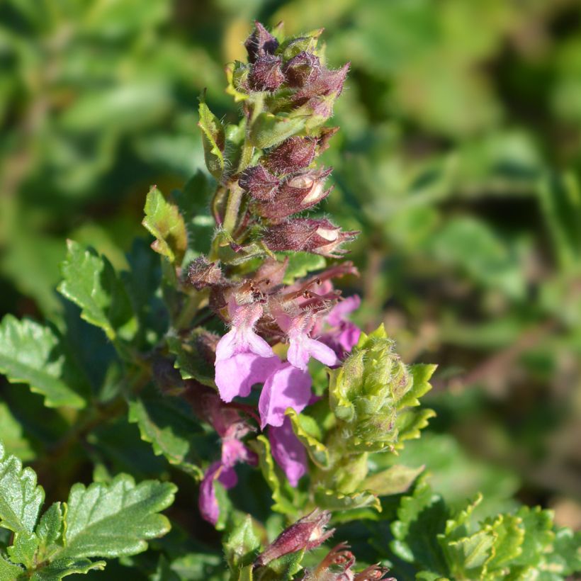 Teucrium chamaedrys (wild form) - Germandrée petit-chêne (Flowering)