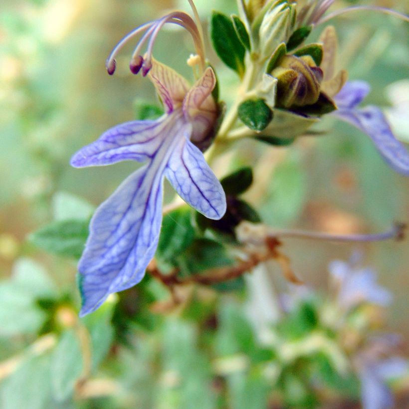 Teucrium fruticans Azureum  (Flowering)