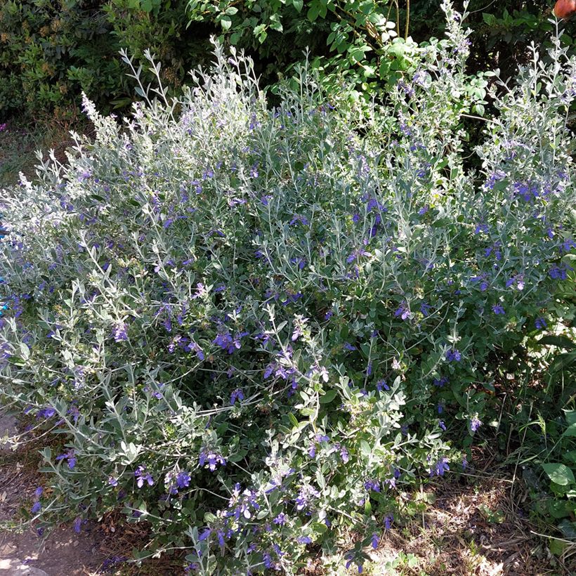 Teucrium fruticans Azureum  (Plant habit)