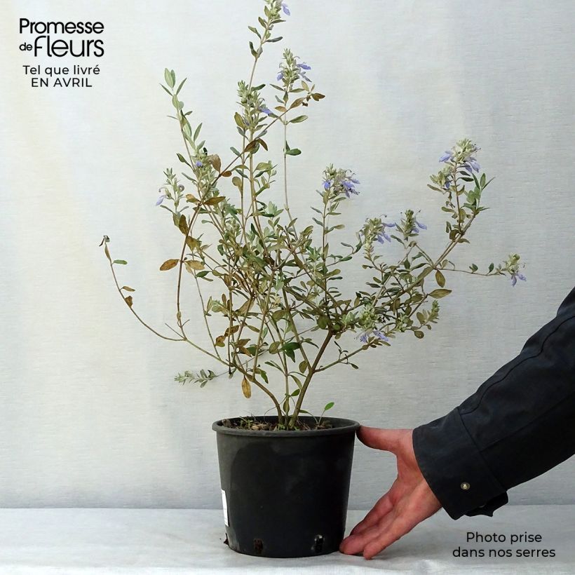 Example of Teucrium fruticans Azureum  Pot de 2L/3L as you get in printemps