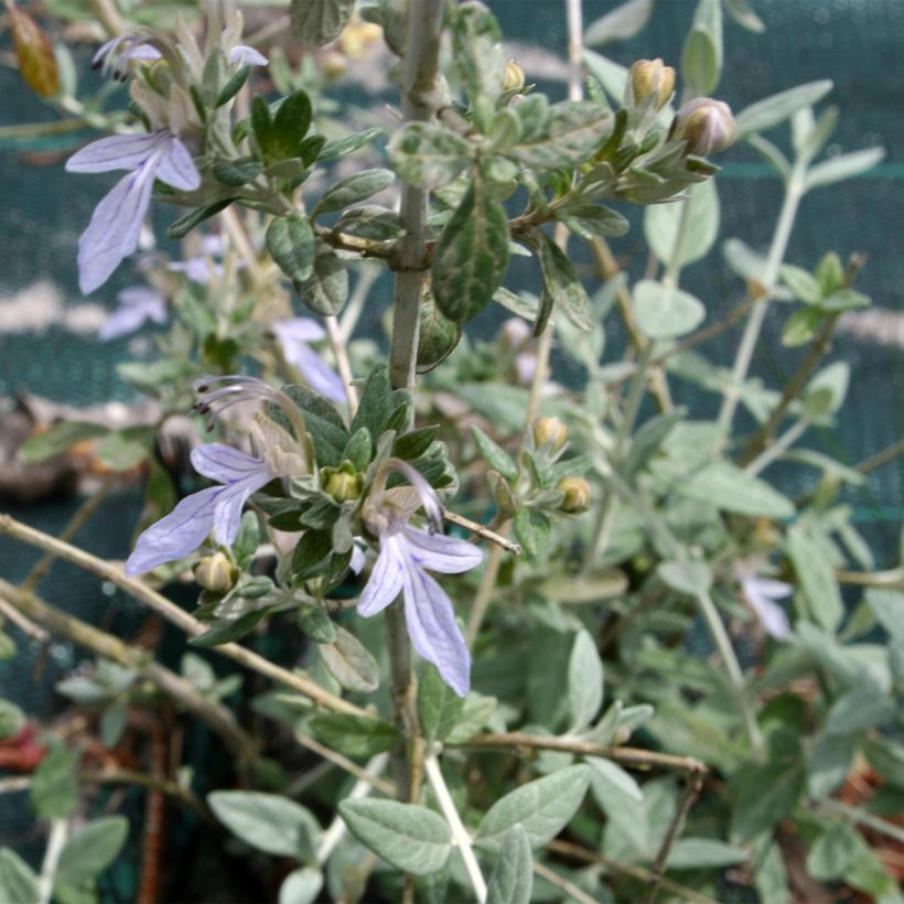 Germandrée arbustive - Teucrium fruticans (Foliage)