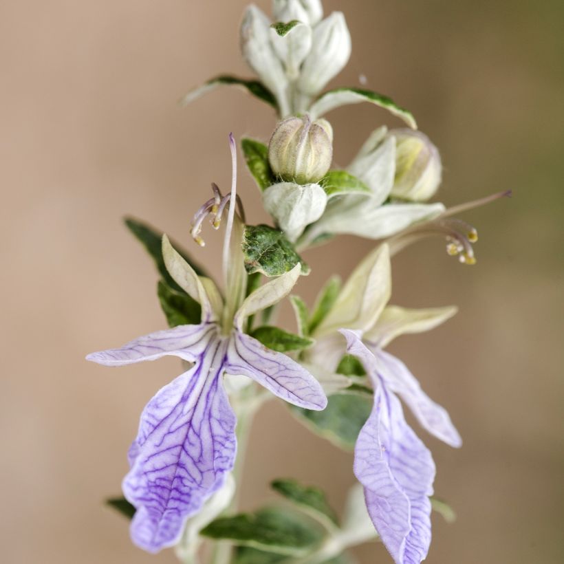Germandrée arbustive - Teucrium fruticans (Flowering)