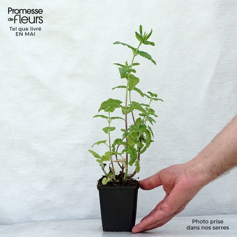 Example of Teucrium hircanicum - Germandrée Godet de 8/9 cm as you get in printemps