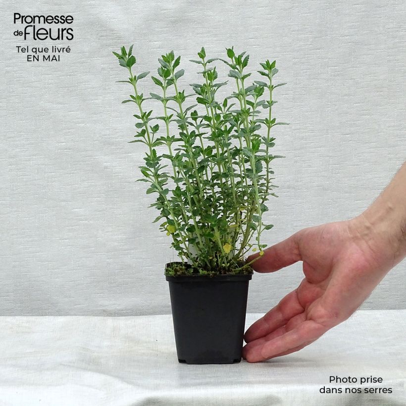 Example of Teucrium lucidrys - Germandrée Godet de 8/9 cm as you get in printemps