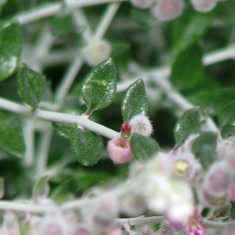 Teucrium marum - Germandrée maritime (Foliage)