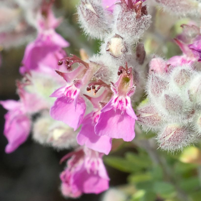 Teucrium marum - Germandrée maritime (Flowering)