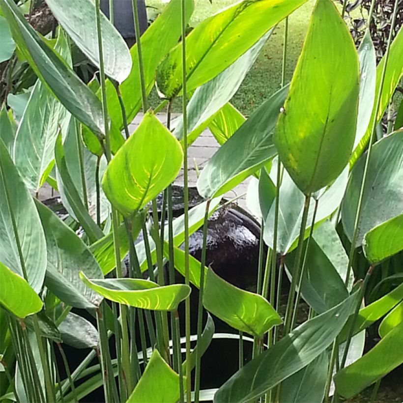 Thalia dealbata - Thalie blanche (Foliage)