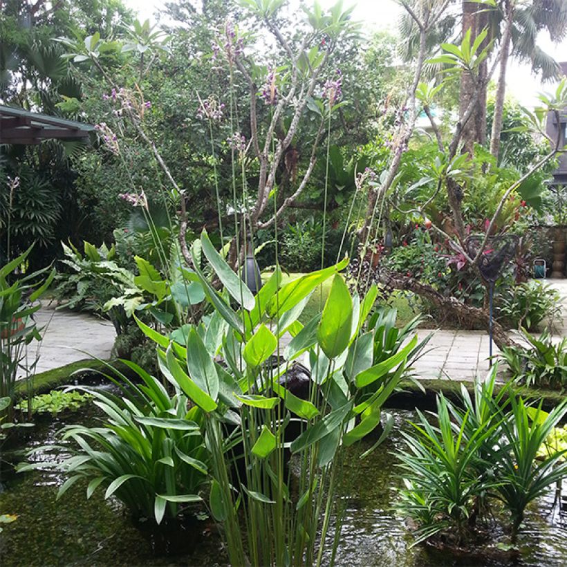 Thalia dealbata - Thalie blanche (Plant habit)