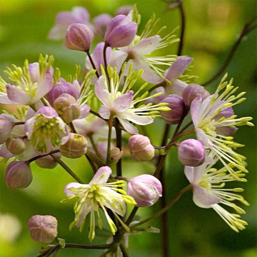 Thalictrum Anne - Pigamon (Flowering)