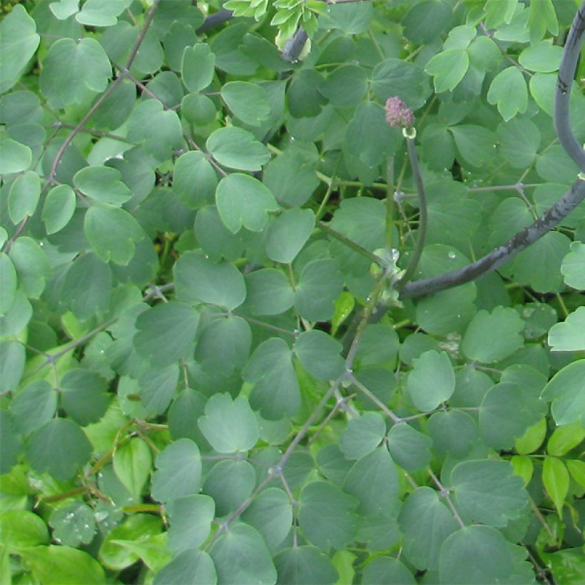 Thalictrum Black Stockings - Pigamon (Foliage)