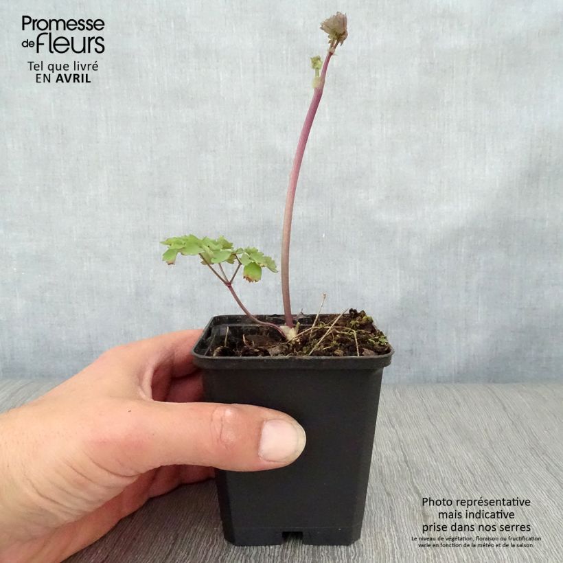 Example of Thalictrum Black Stockings - Pigamon Godet de 8/9 cm as you get in printemps