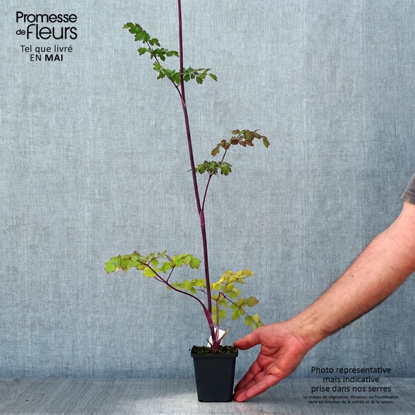 Example of Thalictrum Elin - Pigamon Godet de 8/9 cm as you get in printemps