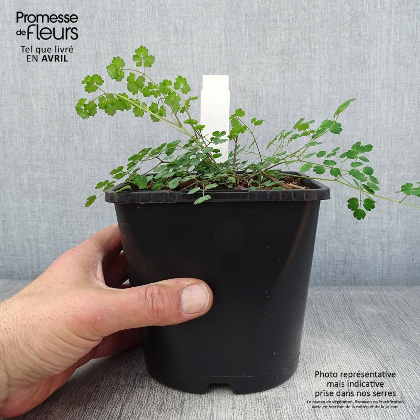 Spécimen de Thalictrum Fairy Wings - Pigamon Pot de 2L/3L tel que livré au printemps