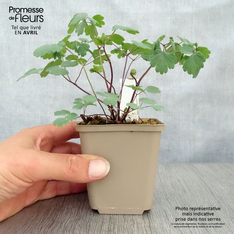 Example of Thalictrum Little Pinkie  Godet de 8/9 cm as you get in printemps