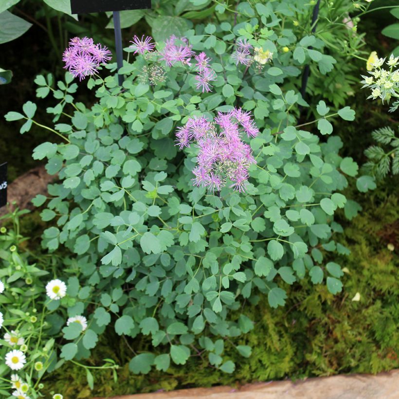 Thalictrum Little Pinkie  (Plant habit)