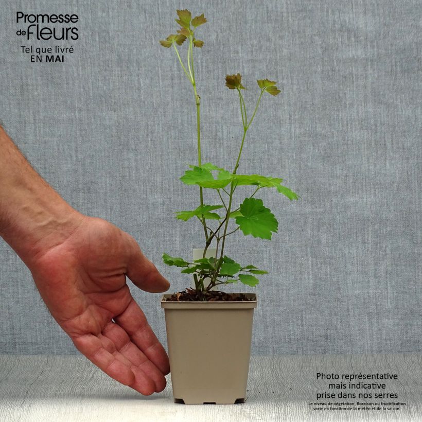 Example of Thalictrum actaeifolium Perfume Star - Pigamon rose Godet de 8/9 cm as you get in printemps