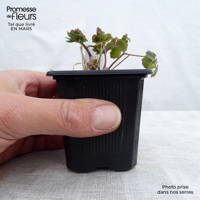 Example of Thalictrum aquilegifolium Album - Pigamon Godet de 8/9 cm as you get in printemps