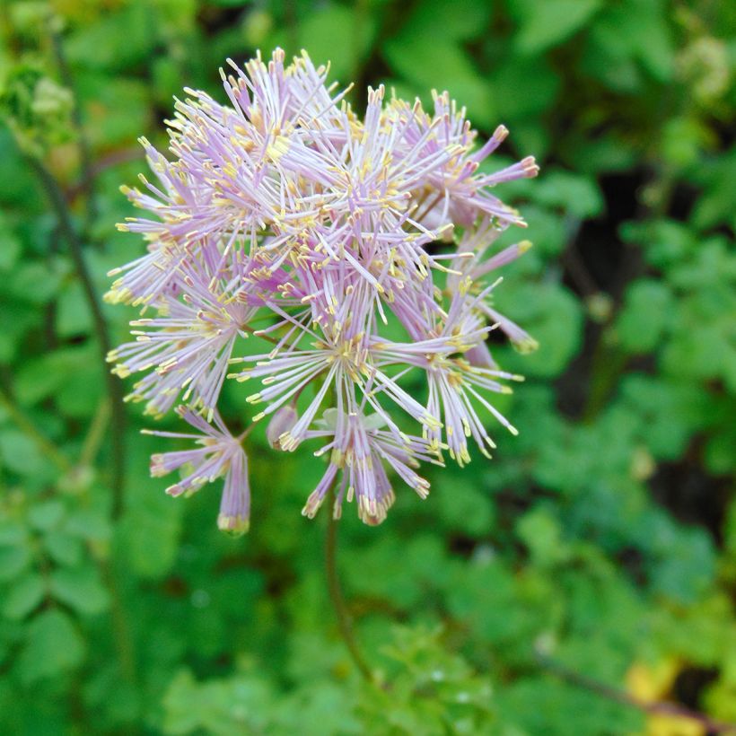 Thalictrum aquilegifolium - Pigamon (Flowering)