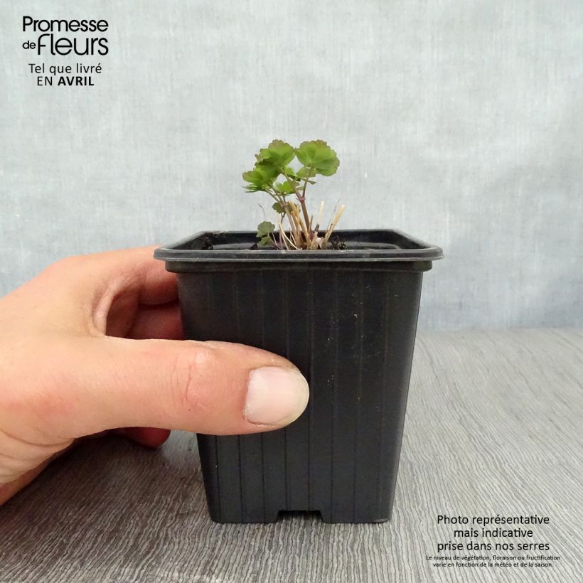 Example of Thalictrum aquilegifolium - Pigamon Godet de 7/8 cm as you get in printemps