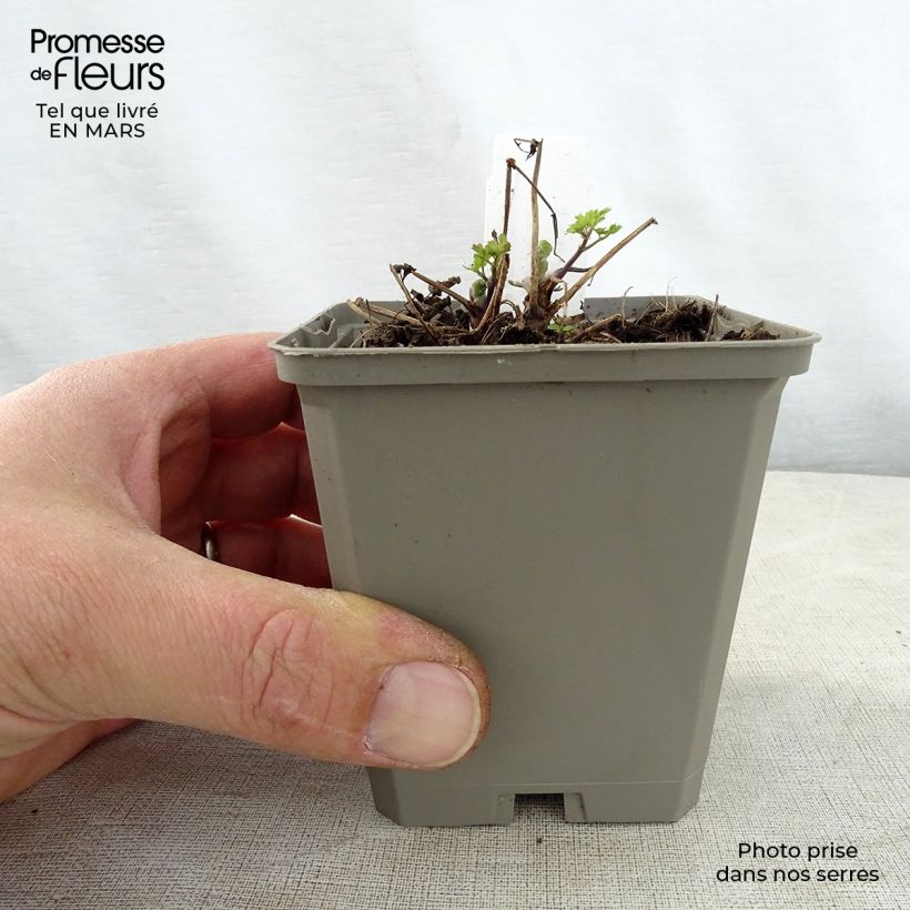 Example of Thalictrum aquilegifolium Thundercloud - Pigamon à feuille d'ancolie Godet de 8/9 cm as you get in printemps