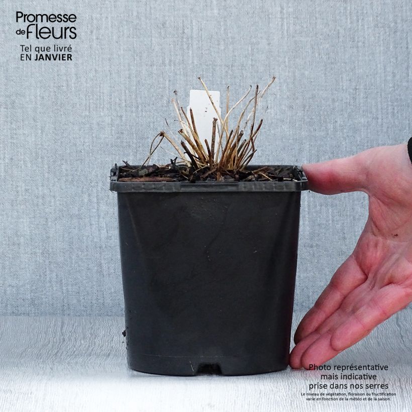 Example of Thalictrum aquilegifolium Thundercloud - Pigamon à feuille d'ancolie Pot de 2L/3L as you get in hiver