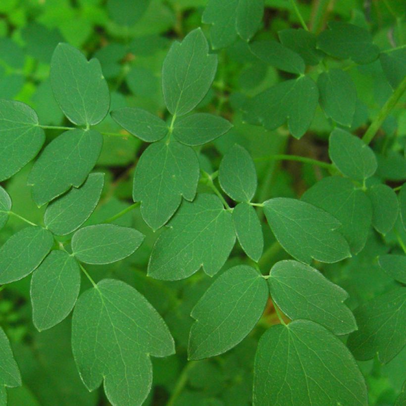 Thalictrum delavayi - Pigamon (Foliage)