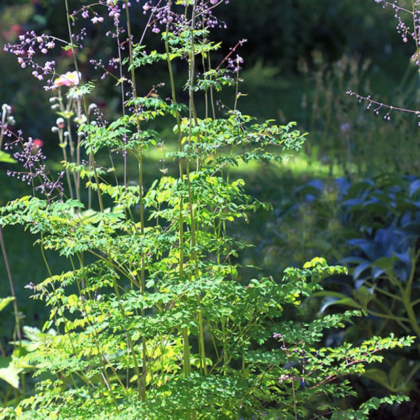 Thalictrum delavayi - Pigamon (Plant habit)