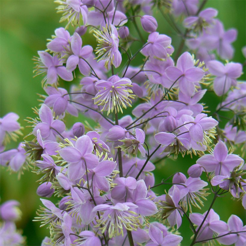 Thalictrum delavayi Ankum - Pigamon (Flowering)